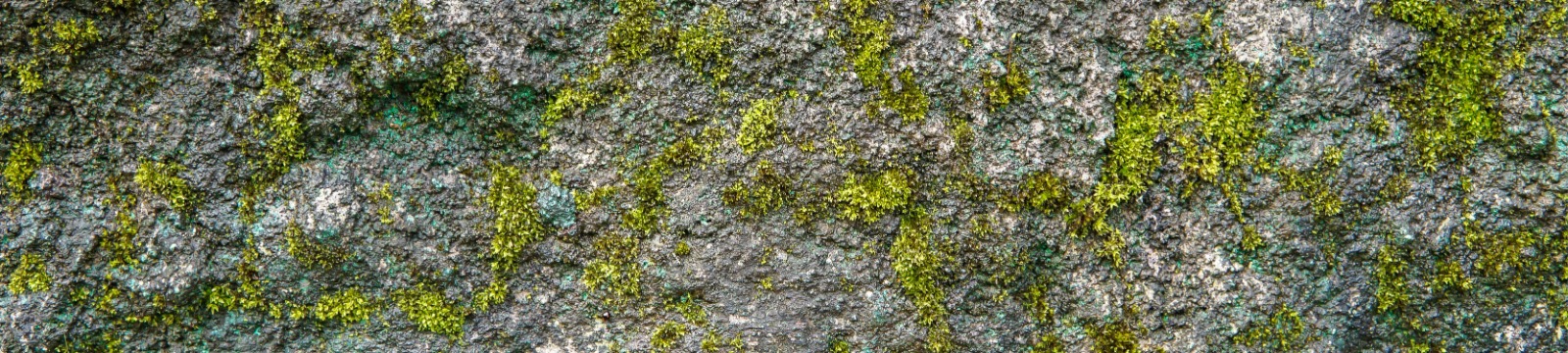 SubPage Header
moss
