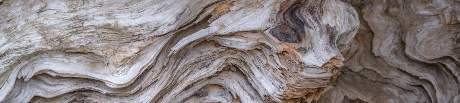 close up of drift wood