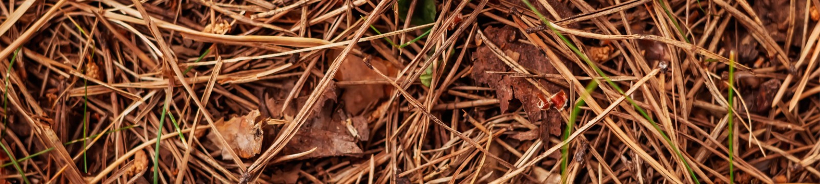 SubPage Header
Pine needles