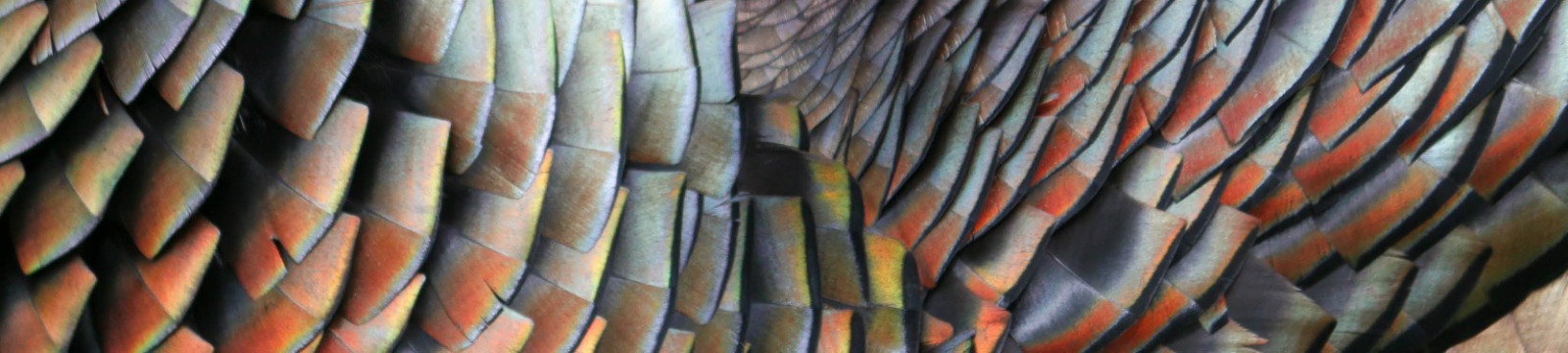 Close up of turkey feathers.