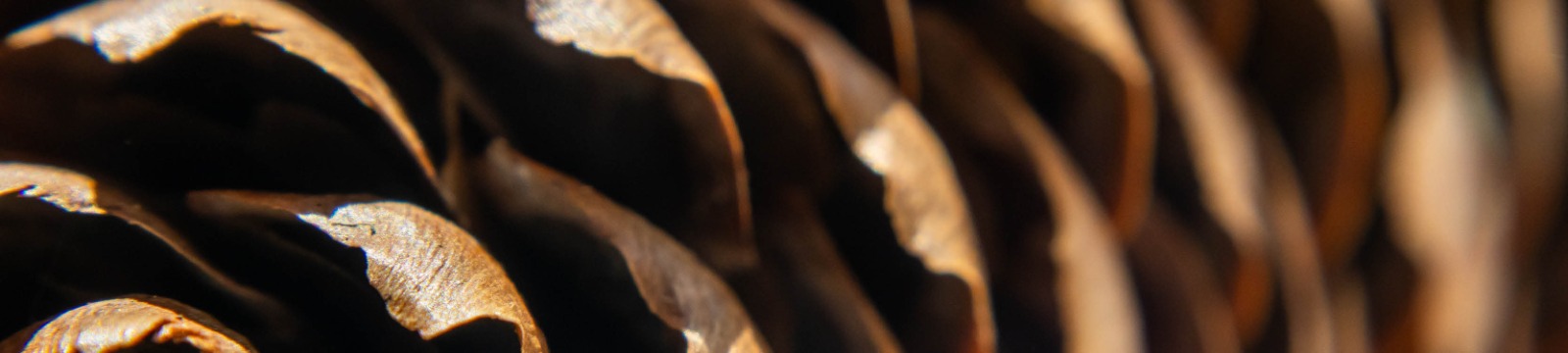 Close up of pinecone.