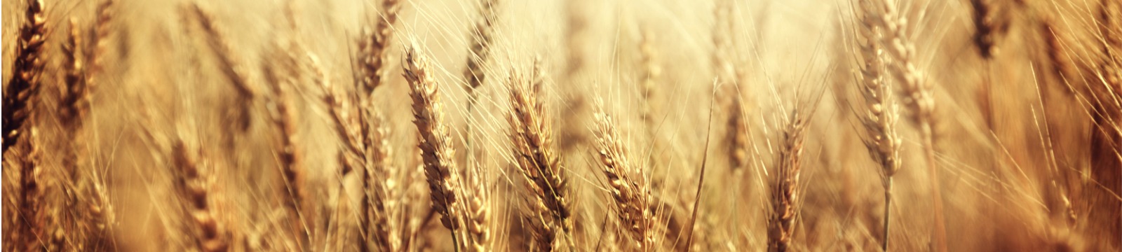 close up of hay in a hayfield