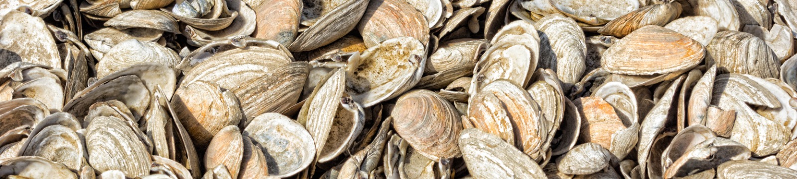 close up of clamshells