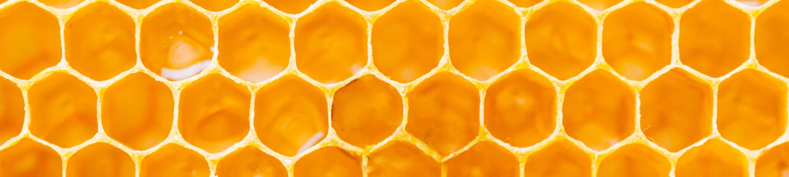 Close up of a honeycomb.