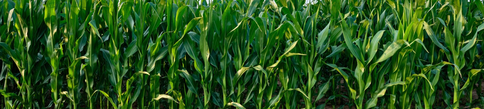 Close up of cornfield.