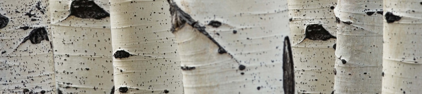 Close up of birch trees