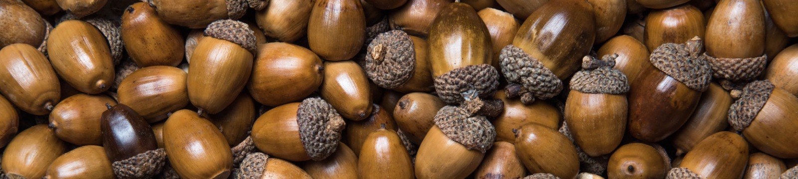 Close up of acorns