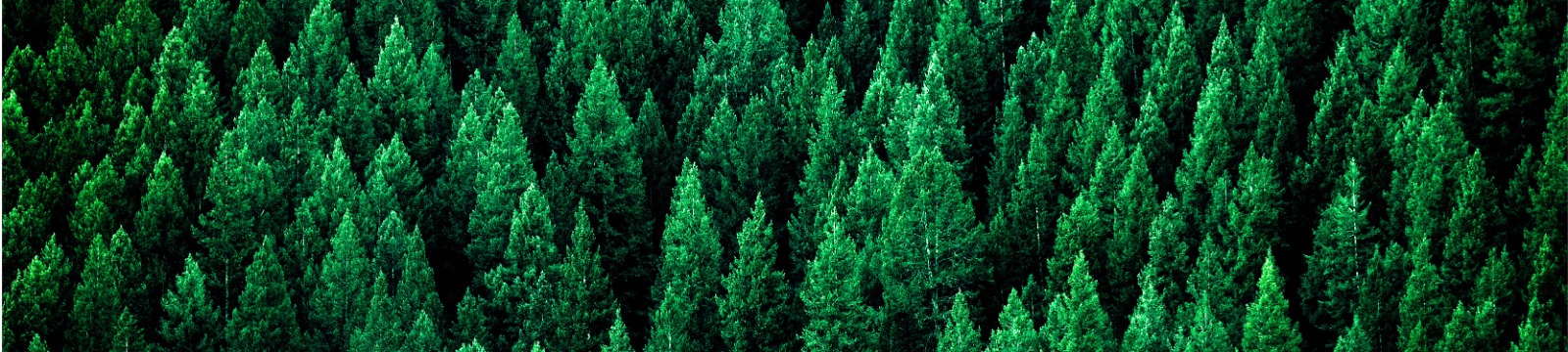 photo of the tops of pine trees