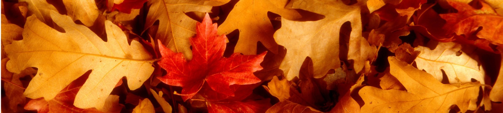 Close up of fall leaves.