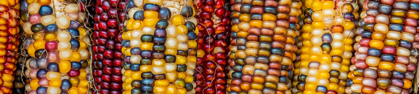 Close up of colorful indian corn.