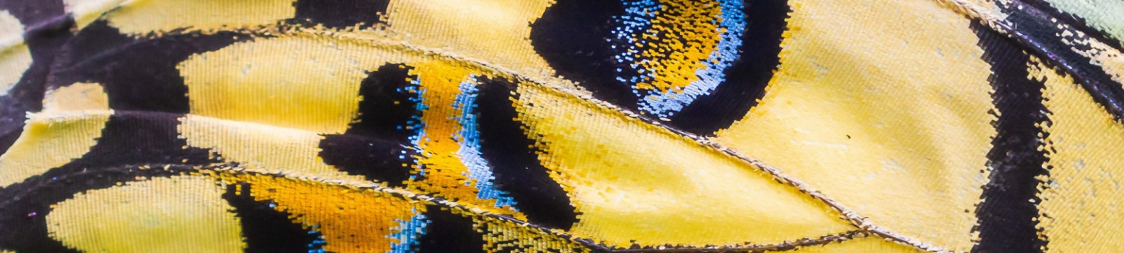 Close up of butterfly wing.